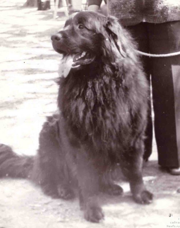 Фото: ньюфаундленд О'Лейзи Чеп