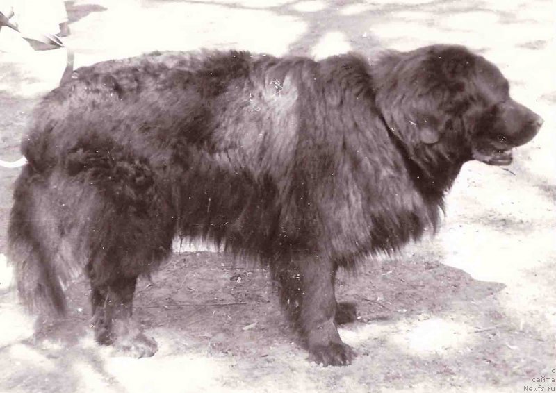 Фото: ньюфаундленд Принц Чанг Бей