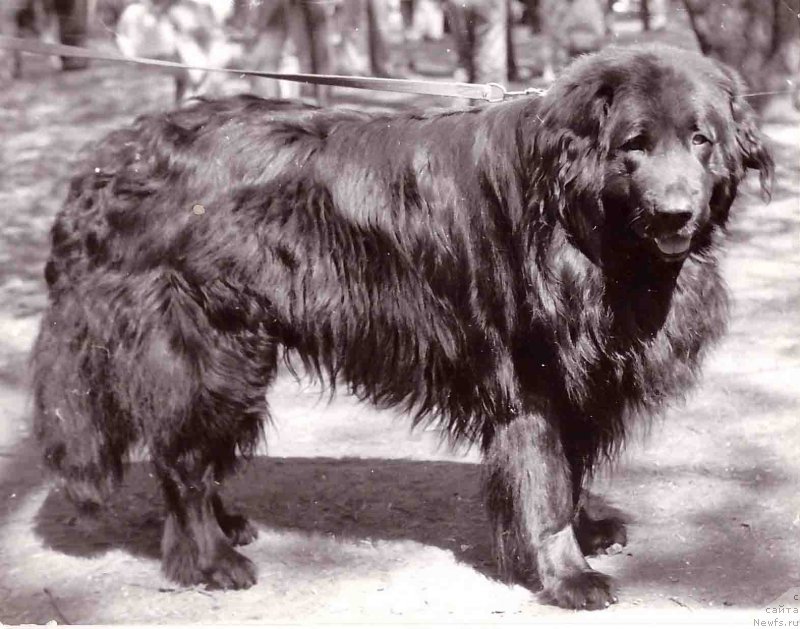 Фото: ньюфаундленд Сомс