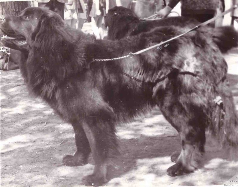Фото: ньюфаундленд Агат Гер