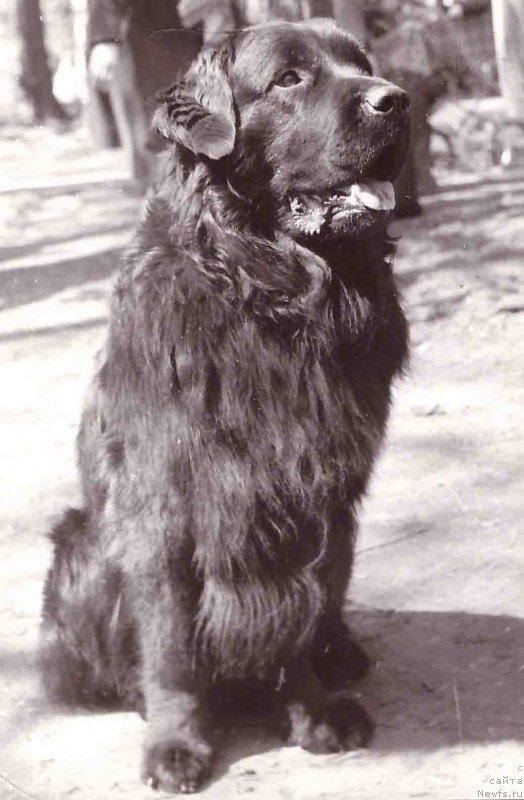 Фото: ньюфаундленд Дисней Бей