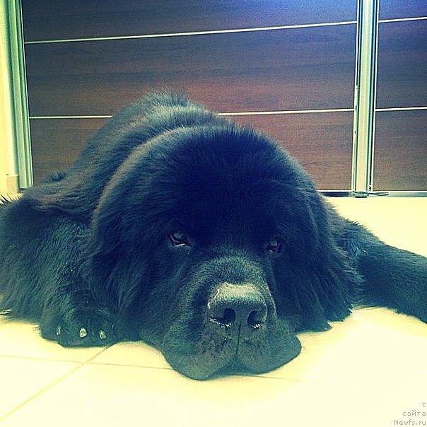 Фото: ньюфаундленд Черный Чанк с Берега Дона (Chernyj Chank s Berega Dona)