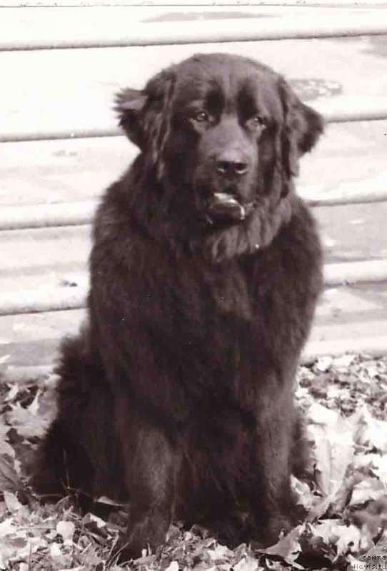 Фото: ньюфаундленд Принц Чанг Бей