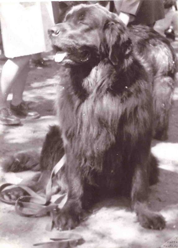 Фото: ньюфаундленд Тори Магр