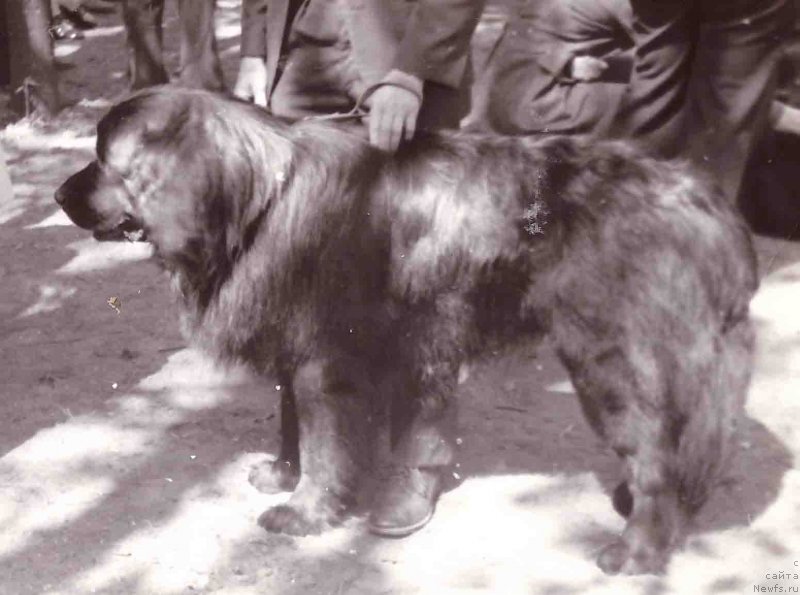 Фото: ньюфаундленд Феликс Ян