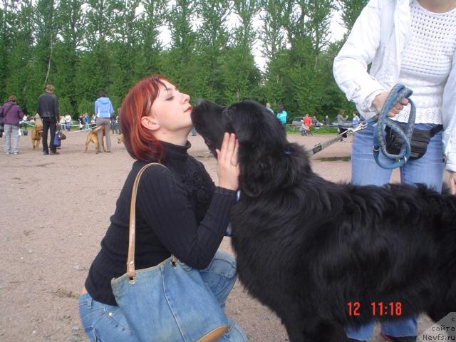 Фото: Ирина Супрун, ньюфаундленд Drive Me Crazy of Apachee's Home