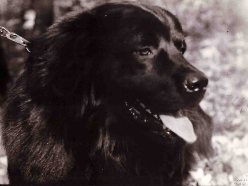 Фото: ньюфаундленд Норд