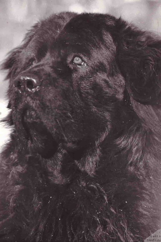 Фото: ньюфаундленд Валуй Бей