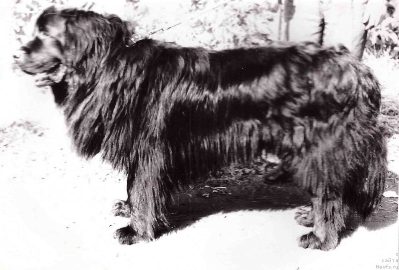 Фото: ньюфаундленд Антей Черле