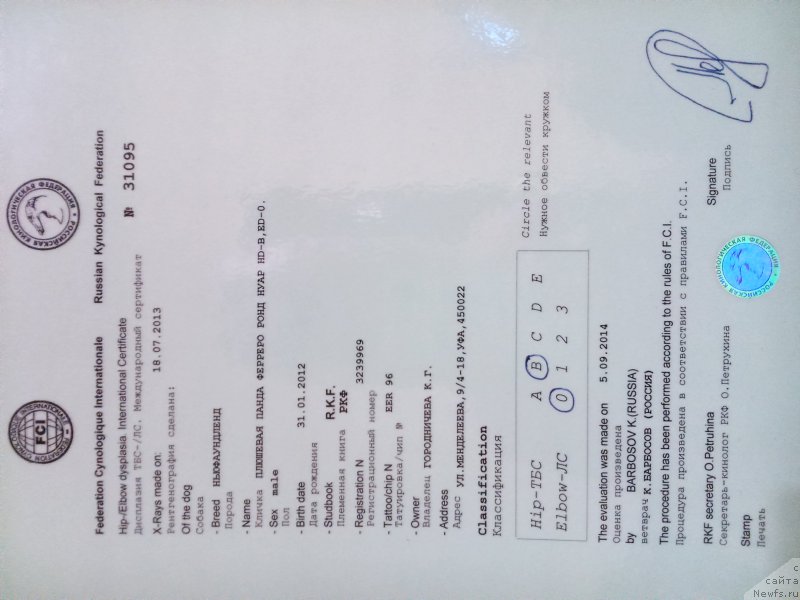 Фото: ньюфаундленд Плюшевая Панда Ферреро Ронд Нуар (Plushevaya Panda Ferrero Rond Noir)