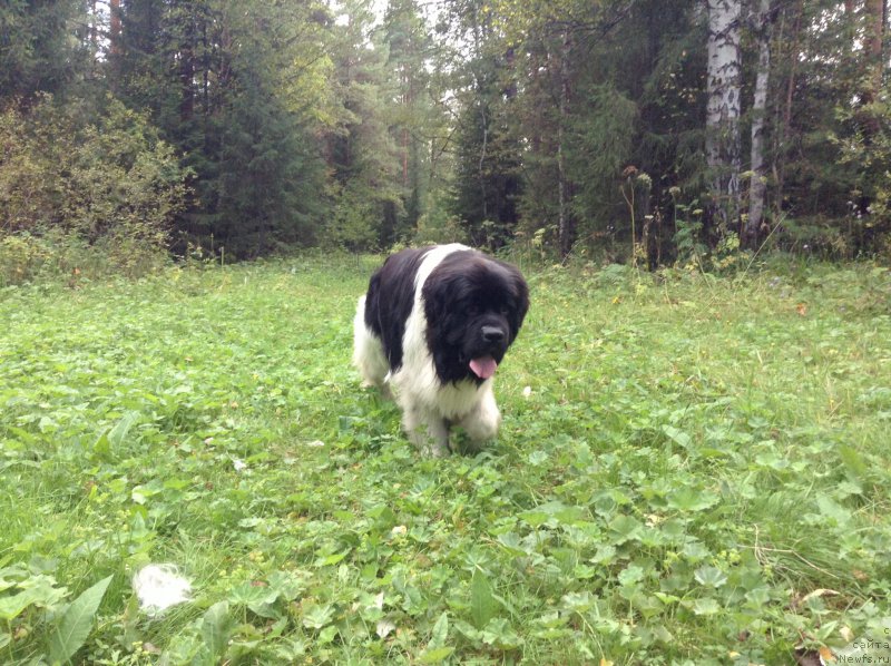 Фото: ньюфаундленд Аквиан Сонг Кроун Роял