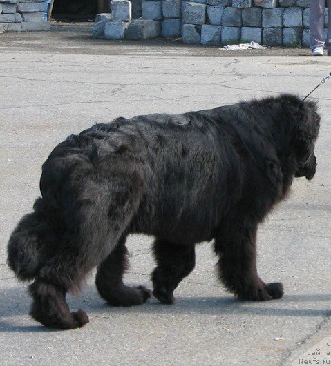 Фото: ньюфаундленд Сент Джонс Харебелл (Sent Djons Harebell)