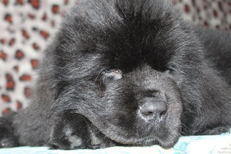 Фото: ньюфаундленд Мэлман Шерстистый Мамонт