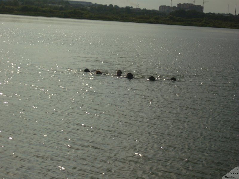 Фото: ньюфаундленд Анджело Орсо Церера (Angelo Orso Cerera), ньюфаундленд Анджело Орсо Вильгельм (Angelo Orso Vilgelm), Татьяна Ильина, ньюфаундленд Анджело Орсо Амарилли Миа Белла (Angelo Orso Amarilli Mia Bella), ньюфаундленд Анджело Орсо Виолетта Виктория (Angelo Orso Violetta Victoria), ньюфаундленд Анджело Орсо Сольвейг (Angelo Orso Solveig)