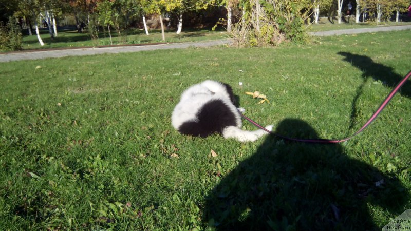 Фото: ньюфаундленд Сказочная Кроха Шампань