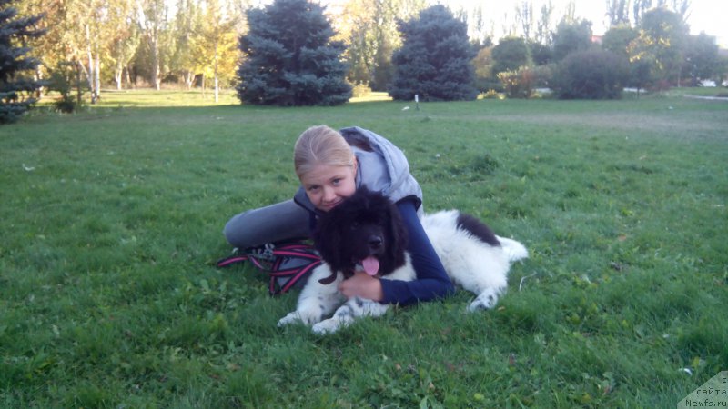 Фото: ньюфаундленд Сказочная Кроха Шампань