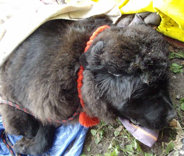 Фото: Kloofbear's My Dream for Sent Djons