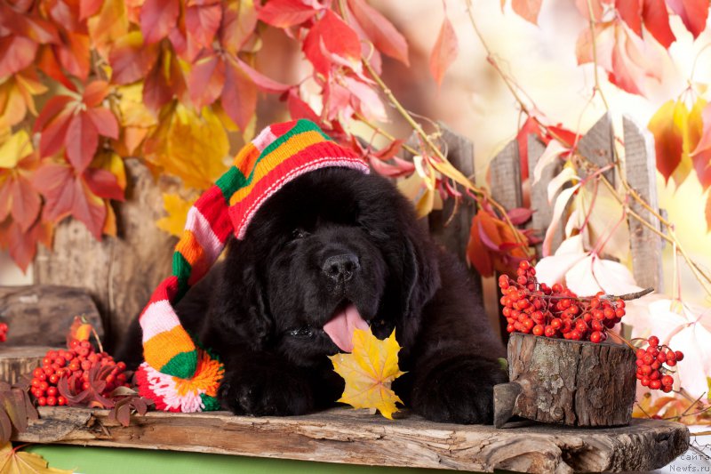 Фото: ньюфаундленд Империал Классик БМВ Эксклюзив