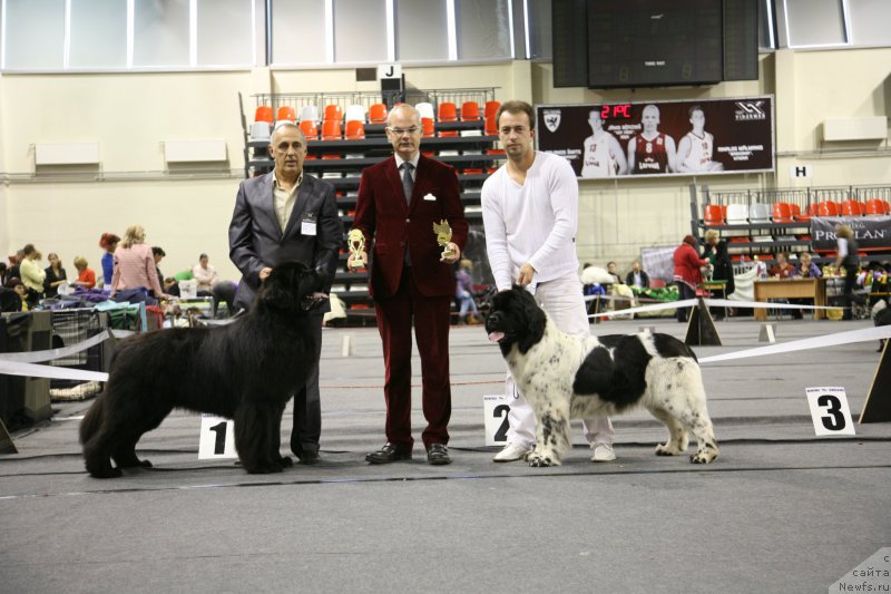 Фото: ньюфаундленд Звездный Дар Агасси (Zvezdnij Dar Agassi), ньюфаундленд Аквиан Сонг Зеро Гравити (Akvian Song Zero Graviti)
