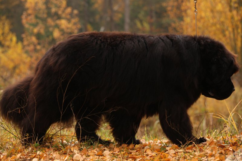 Фото: ньюфаундленд Very Fairweathers X'Got The Rhythm