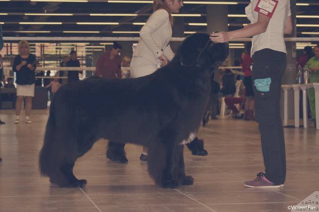 Фото: ньюфаундленд Кипер Соул Лайон Хэерт