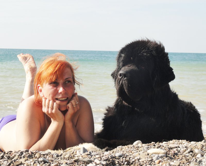 Фото: Екатерина Кормакова, ньюфаундленд Питерньюф Омниа Винсет Амор (Piternyuf Omnia Vincet Amor)