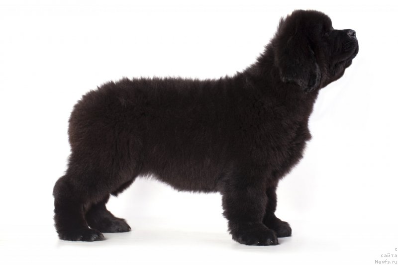 Фото: ньюфаундленд Империал Классик БМВ Эксклюзив