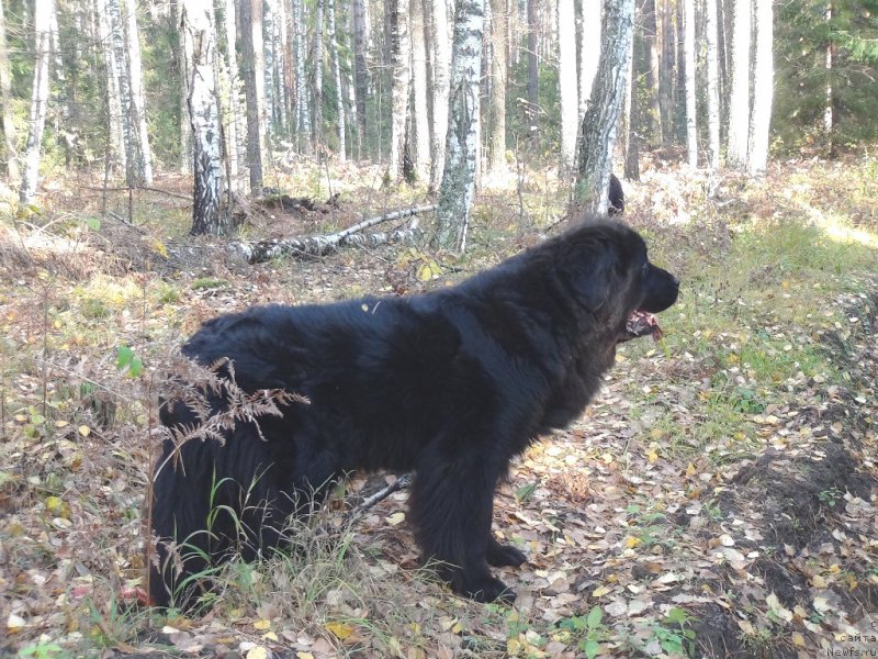Фото: ньюфаундленд Лесная Сказка Лунная Соната