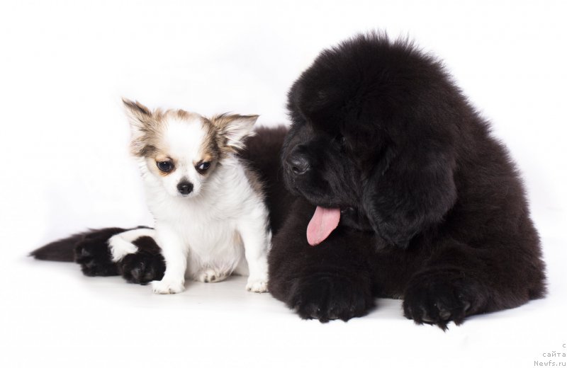 Фото: ньюфаундленд Империал Классик БМВ Эксклюзив