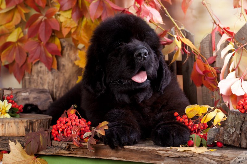 Фото: ньюфаундленд Империал Классик БМВ Эксклюзив