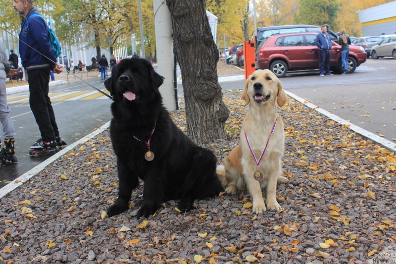 Фото: ньюфаундленд Лепесток Лилии, Нирвана