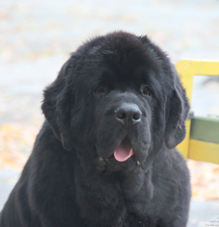 Фото: ньюфаундленд Аквиан Сонг Ларс Бергер (Akvian Song Lars Berger)