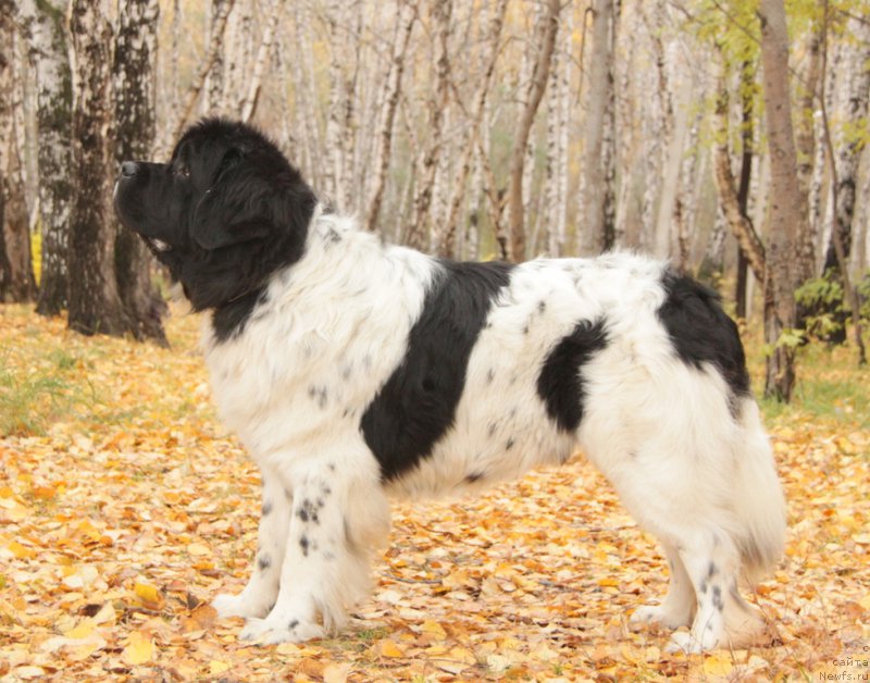 Фотография № 165888