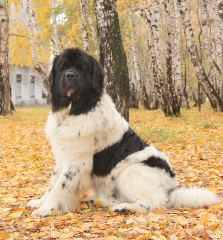 Фотография № 165890