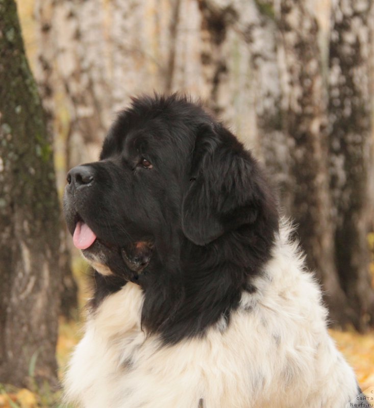 Фотография № 165891