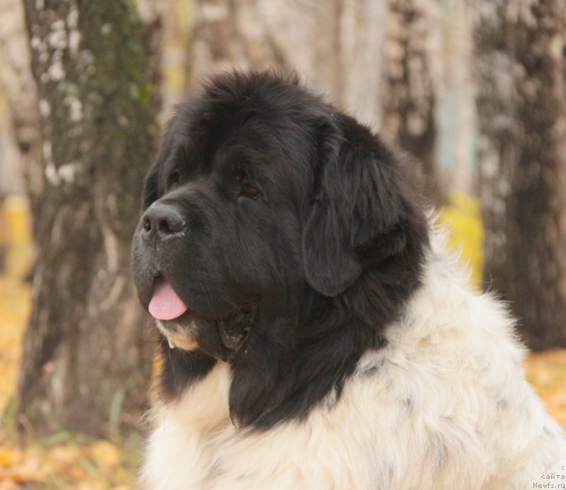 Фото: ньюфаундленд Кипер Соул Ноу Даут Бэст (Keeper Soul Nou Daut Best)