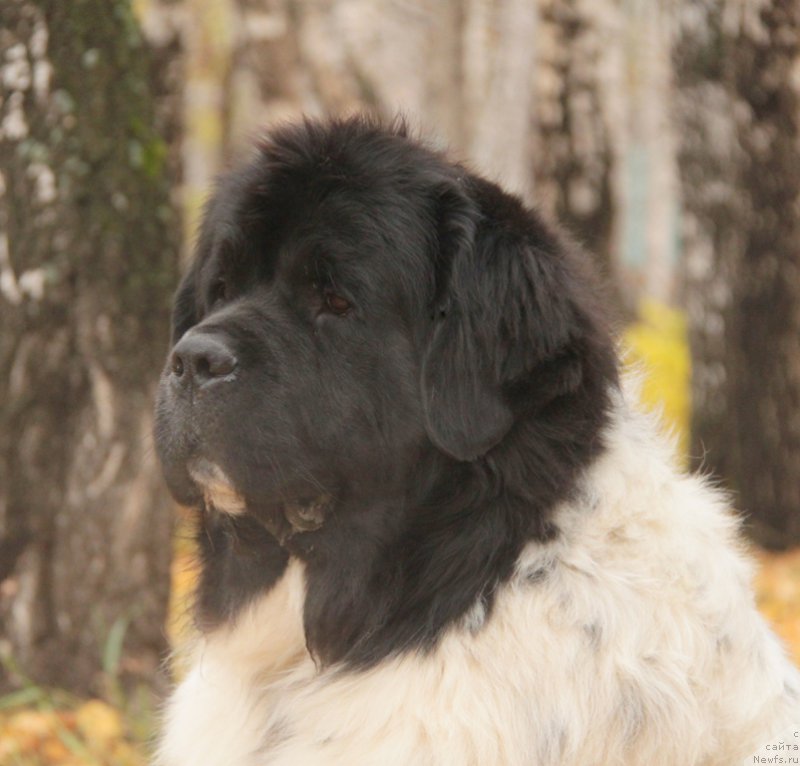 Фото: ньюфаундленд Кипер Соул Ноу Даут Бэст (Keeper Soul Nou Daut Best)