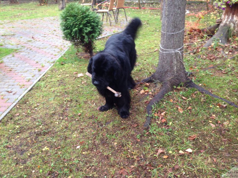 Фото: ньюфаундленд Рестайлинг Фром Шипмэн