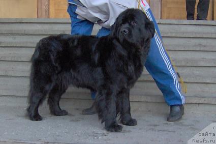 Фото: ньюфаундленд Бонсоня Каприз