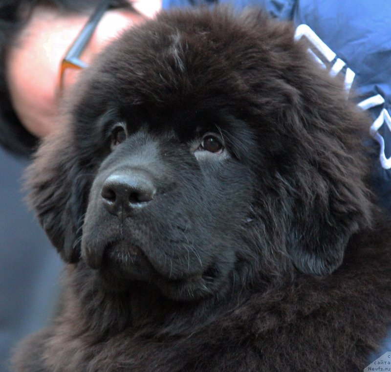 Фото: ньюфаундленд Старди Коллекшн Губительница Сердец, ньюфаундленд Skippers Secret Agent For Donat's Pride, ньюфаундленд Потап Шелта