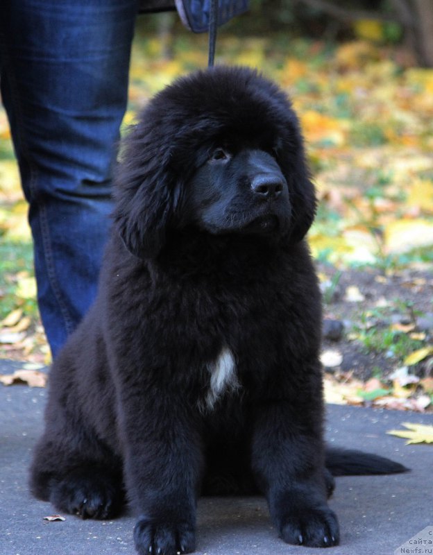 Фото: ньюфаундленд Skippers Secret Agent For Donat's Pride, ньюфаундленд Потап Шелта