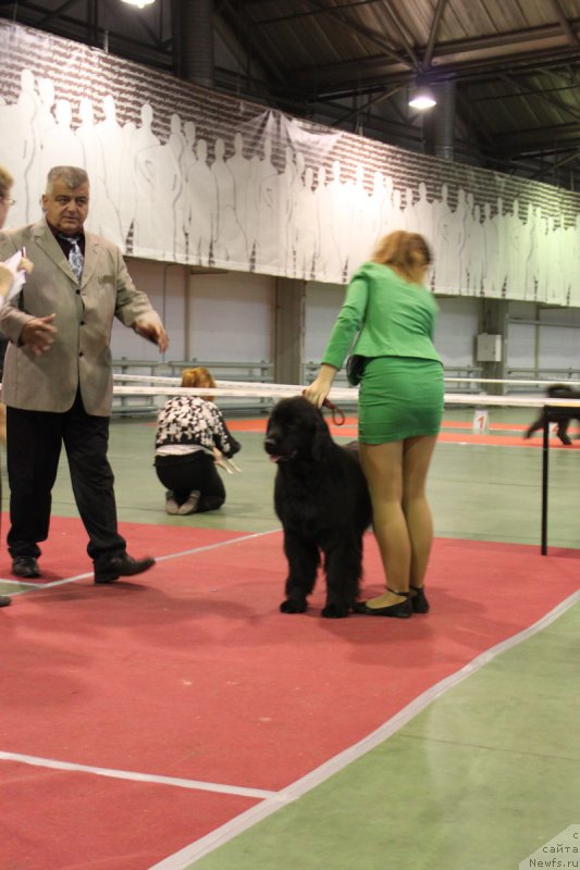 Фото: ньюфаундленд Эволюция из Антаграда