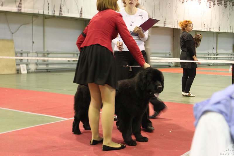 Фото: ньюфаундленд Лепесток Лилии