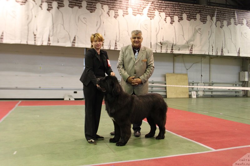 Фото: ньюфаундленд Супер Бизон Лилимэн (Super Bizon Liliman)