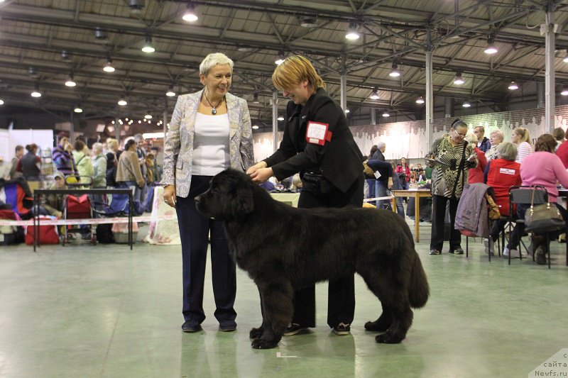 Фото: ньюфаундленд Супер Бизон Лилимэн (Super Bizon Liliman)