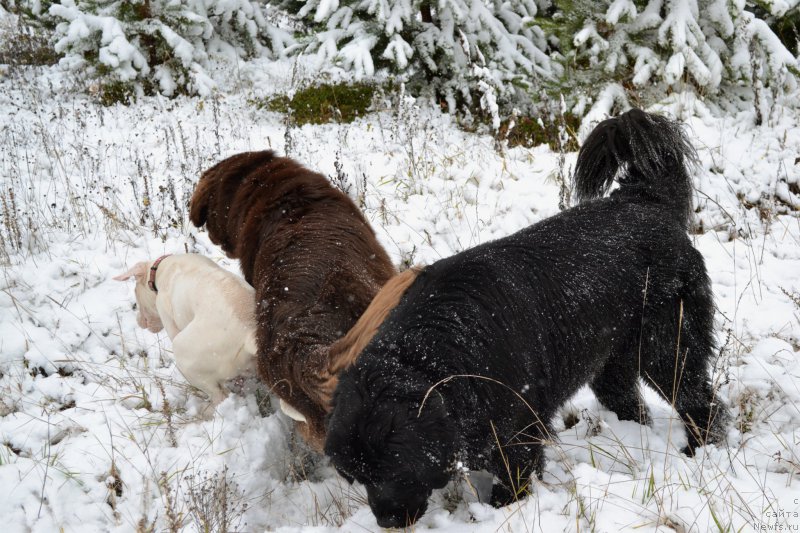 Фото: [d12204][d12487]