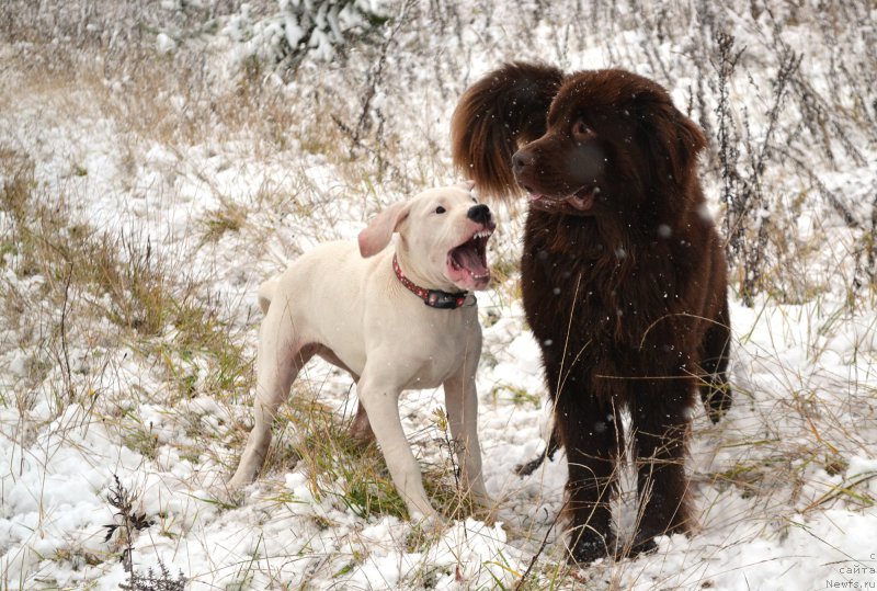 Фото: ньюфаундленд Сверкающая Гора Машаме (Sverkayuzhaya Gora Mashame)