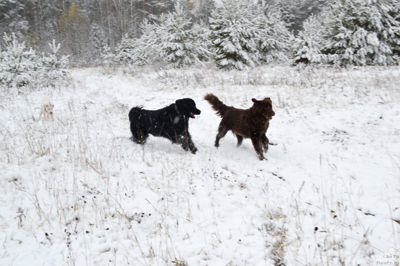 Фото: ньюфаундленд Питерньюф Идеас Фор Лифе (Piternyuf Ideas For Life), ньюфаундленд Сверкающая Гора Машаме (Sverkayuzhaya Gora Mashame)