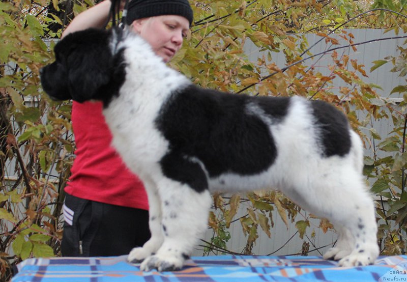 Фото: ньюфаундленд Маг Исполин Онега