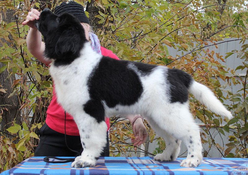 Фото: ньюфаундленд Маг Исполин Онега